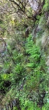 Plants: image 33 Of 208 Thumb